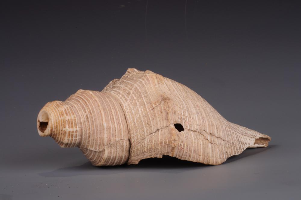 第二次国内革命战争时期红军用过的海螺号